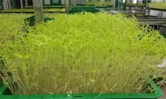 花椒芽苗菜如何進(jìn)行工廠化生產(chǎn)？