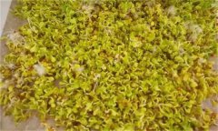 白菜芽苗菜如何進(jìn)行立體無土栽培？