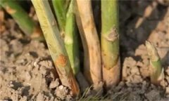 蘆筍莖枯病是什么病菌，其流行規(guī)律是什么？