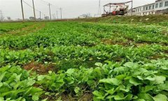 油菜日光溫室早春、秋延遲栽培技術(shù)要點(diǎn)有哪些