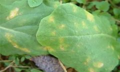 怎樣防治油菜霜霉病，有哪些癥狀表現(xiàn)？