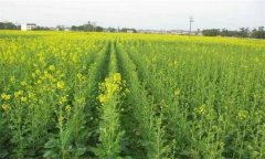 無公害油菜栽培技術(shù)要點有哪些？
