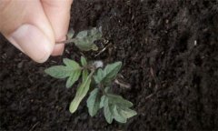 茄子僵果、裂口、落花落果的原因及解決辦法
