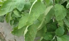 茄子缺氮、磷、鉀癥的癥狀是什么，如何矯正?