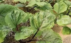茄子缺素癥狀診斷及防治、矯正方法