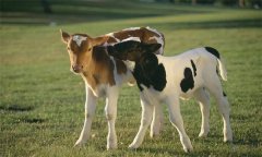 如何選擇理想的肉牛 犢牛如何飼養(yǎng)管理？