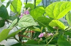 低溫時(shí)期蕓豆如何?；ūＧv?