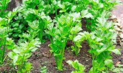 如何秋延遲生產(chǎn)香芹？