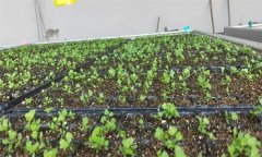 芹菜苗期如何進(jìn)行水肥管理？
