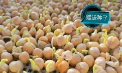 豌豆芽一播三收生產(chǎn)技術(shù)要點(diǎn)有哪些？