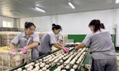 孵化用的種蛋為何要進行預溫？