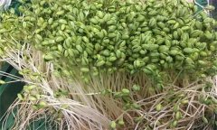 如何生產綠色大豆芽菜？