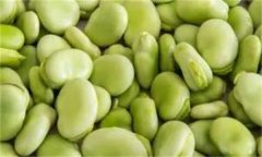 如何穴盤栽培生產蠶豆芽(苗)？