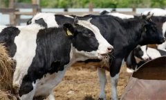 如何飼喂泌乳中期奶牛？