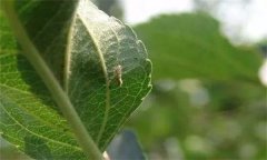 蘋果樹上金紋細(xì)蛾如何防治？