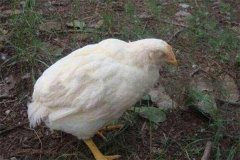 雞白痢是垂直傳播還是水平傳播？