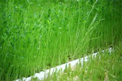 豌豆芽苗菜如何防止?fàn)€種畸形？